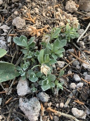 Antennaria parvifolia