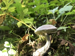 Hypomyces chrysospermus