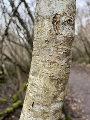 Betulaceae