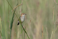 Cisticola robustus