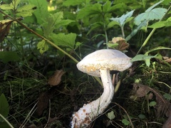 Hypomyces chrysospermus