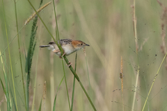 Cisticola robustus