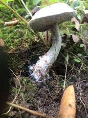 Hypomyces chrysospermus