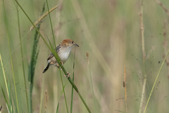 Cisticola robustus