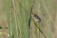 Cisticola robustus