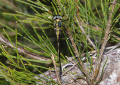 Micromidia convergens