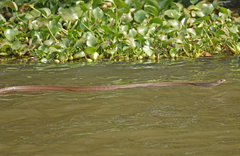 Ptyas mucosa