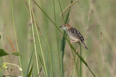 Cisticola robustus