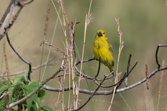 Anomalospiza imberbis
