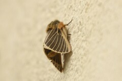 Lemonia philopalus