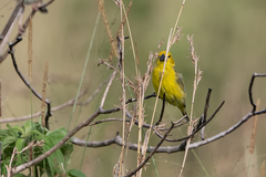 Anomalospiza imberbis