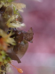 Scytinium polycarpum