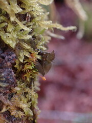Scytinium polycarpum