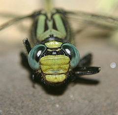 Arigomphus villosipes