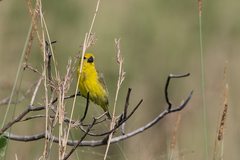 Anomalospiza imberbis
