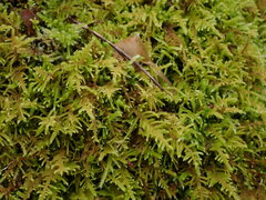 Claopodium crispifolium