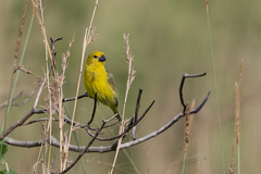 Anomalospiza imberbis