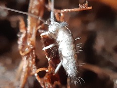 Tomocerinae