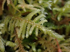 Claopodium crispifolium