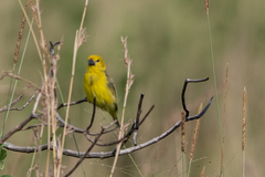 Anomalospiza imberbis