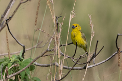 Anomalospiza imberbis
