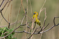 Anomalospiza imberbis