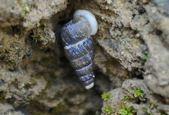 Obscurella gigas
