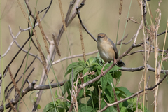 Cisticola erythrops