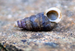Obscurella gigas