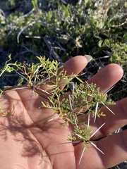 Ambrosia bryantii