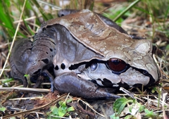 Leptodactylus pentadactylus