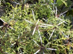 Ambrosia bryantii