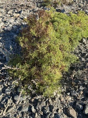 Ambrosia bryantii