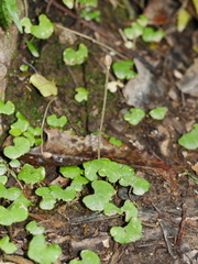 Corybas vitreus