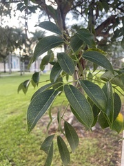 Bursera simaruba
