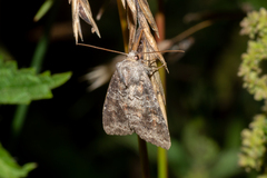Parastichtis suspecta