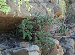 Pelargonium alternans