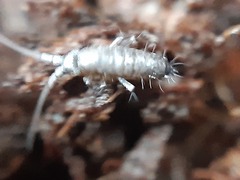 Tomocerinae