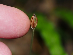 Corybas vitreus