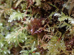 Scytinium palmatum