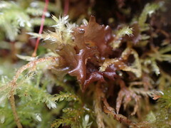 Scytinium palmatum