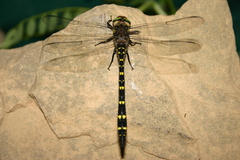 Cordulegaster maculata
