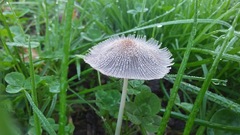 Lanatulae