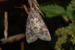 Parastichtis suspecta