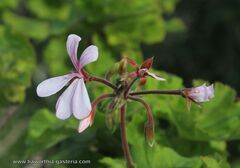 Pelargonium zonale