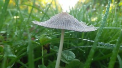 Lanatulae