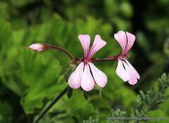 Pelargonium zonale