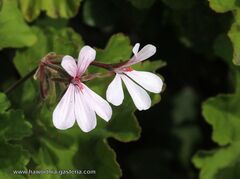 Pelargonium zonale