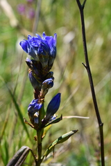 Gentiana triflora