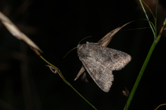 Parastichtis suspecta